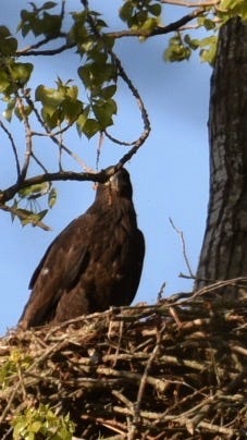 This is a juvenile bald eagle.